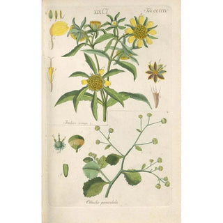 Christian Schkuhr - Botanisches Handbuch Pl23.webp