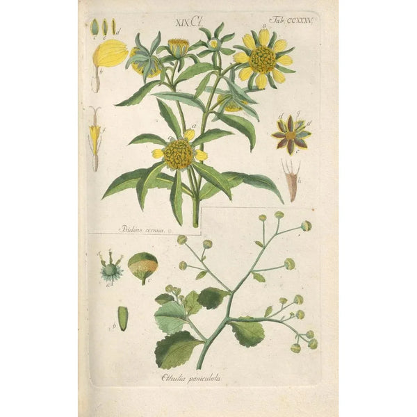 Botanical Manual Painting Pl23 - Christian Schkuhr — framed artwork on a wall