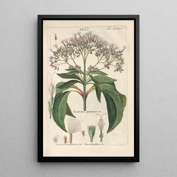 Botanical Manual Painting Pl25 - Christian Schkuhr — framed artwork on a wall