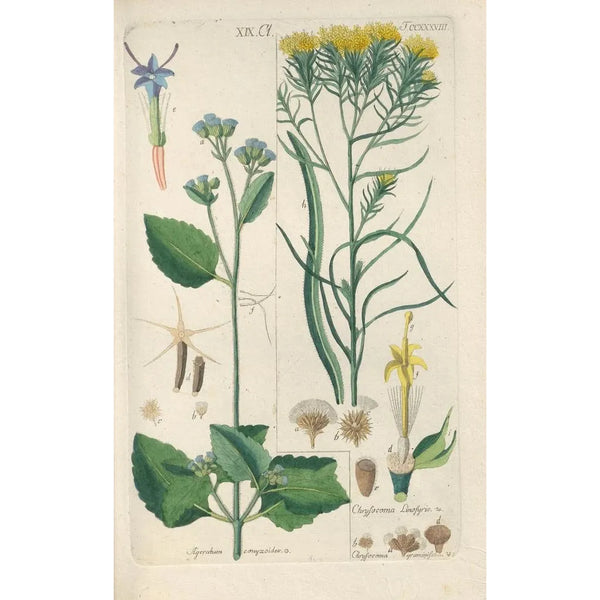 Botanical Manual Painting Pl26 - Christian Schkuhr — framed artwork on a wall