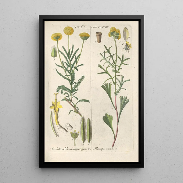 Botanical Manual Painting Pl27 - Christian Schkuhr — framed artwork on a wall