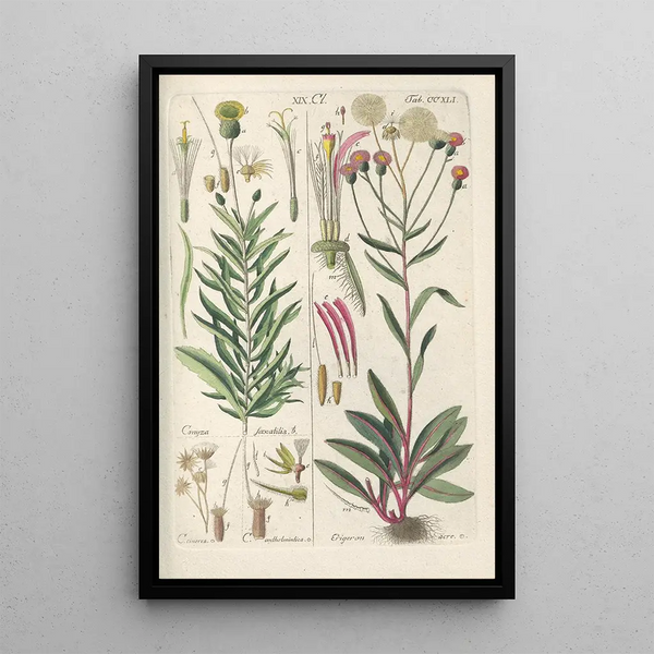 Botanical Manual Painting Pl29 - Christian Schkuhr — framed artwork on a wall