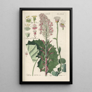Christian Schkuhr - Botanisches Handbuch Pl30.webp