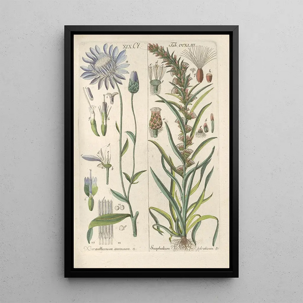 Manuel botanique Pl31 - Christian Schkuhr — ingelijst kunstwerk aan de muur