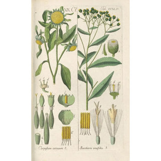 Christian Schkuhr - Botanisches Handbuch Pl32.webp