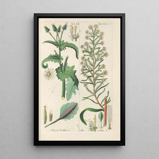 Christian Schkuhr - Botanisches Handbuch Pl33.webp