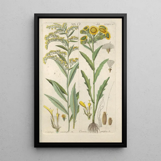 Christian Schkuhr - Botanisches Handbuch Pl34.webp