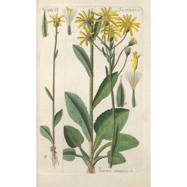 Manuel botanique Pl35 - Christian Schkuhr — ingelijst kunstwerk aan de muur