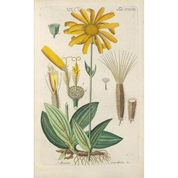 Manuel botanique Pl37 - Christian Schkuhr — ingelijst kunstwerk aan de muur