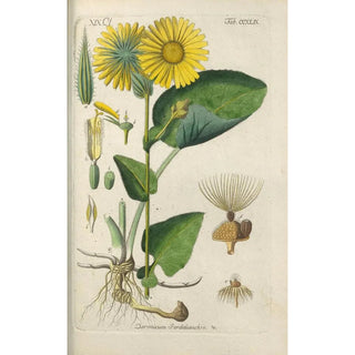 Christian Schkuhr - Botanisches Handbuch Pl38.webp