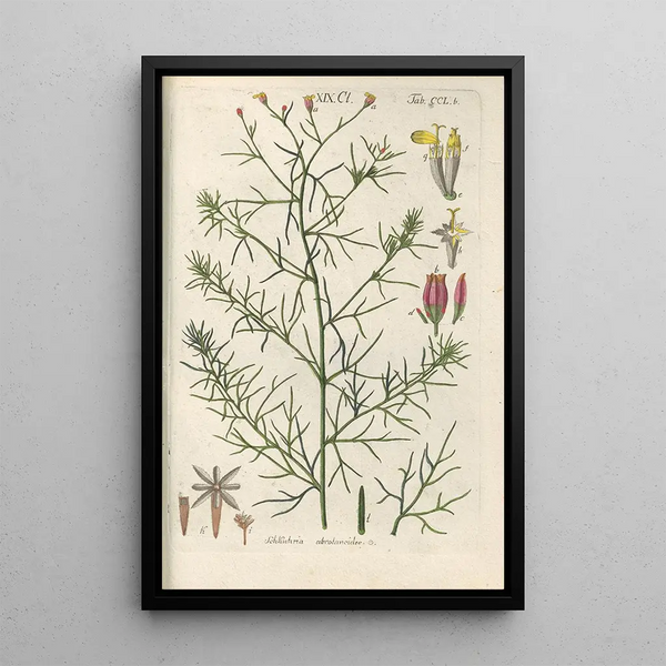 Manuel botanique Pl40 - Christian Schkuhr — ingelijst kunstwerk aan de muur