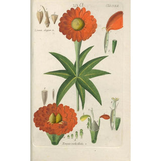 Christian Schkuhr - Botanisches Handbuch Pl42.webp
