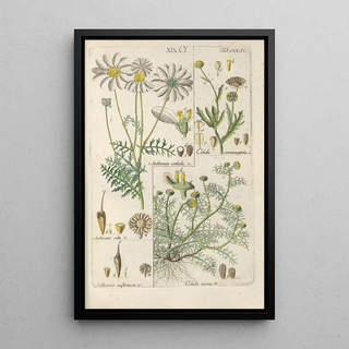 Christian Schkuhr - Botanisches Handbuch Pl45.webp