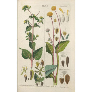 Christian Schkuhr - Botanisches Handbuch Pl48.webp
