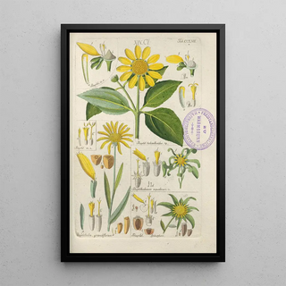 Christian Schkuhr - Botanisches Handbuch Pl49.webp