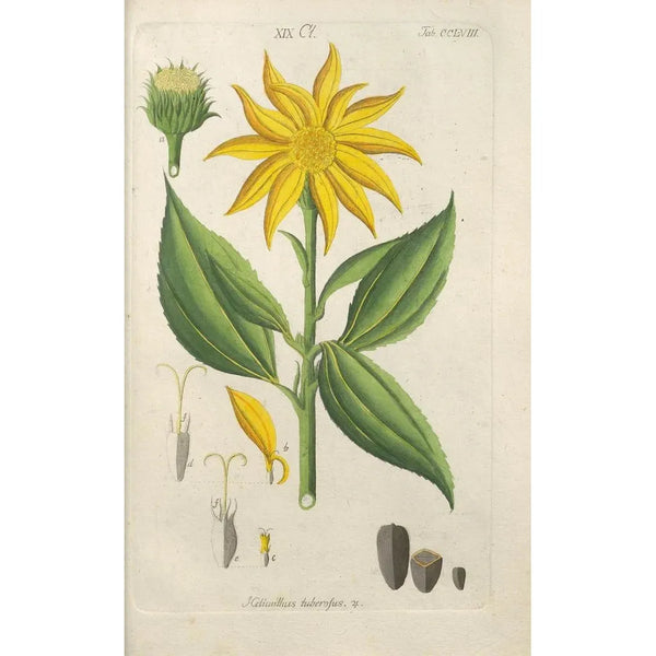 Manuel botanique Pl50 - Christian Schkuhr — ingelijst kunstwerk aan de muur