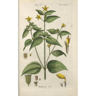 Christian Schkuhr - Botanisches Handbuch Pl55.webp