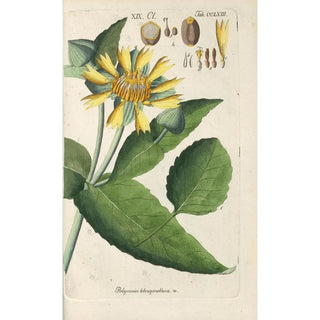 Christian Schkuhr - Botanisches Handbuch Pl57.webp