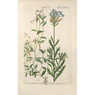 Christian Schkuhr - Botanisches Handbuch Pl64.webp