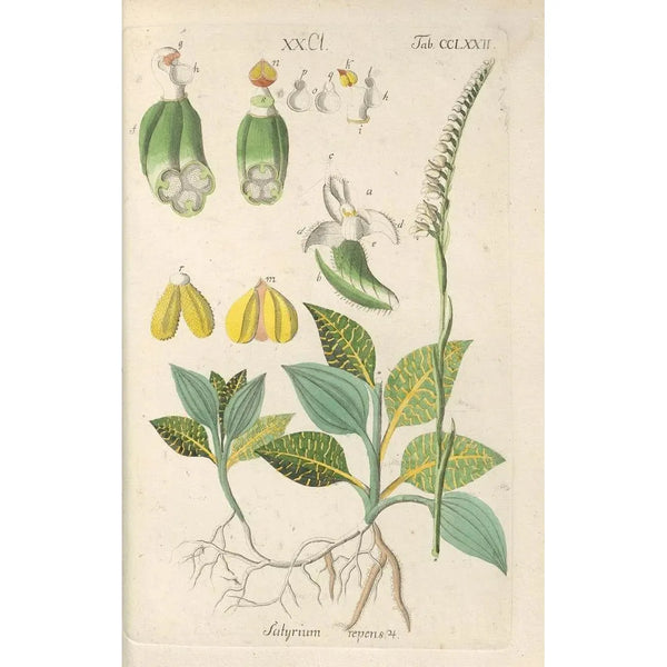 Manuel botanique Pl67 - Christian Schkuhr — ingelijst kunstwerk aan de muur