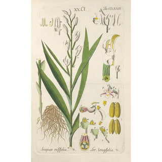 Christian Schkuhr - Botanisches Handbuch Pl69.webp