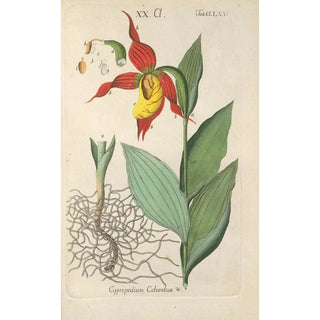 Christian Schkuhr - Botanisches Handbuch Pl70.webp