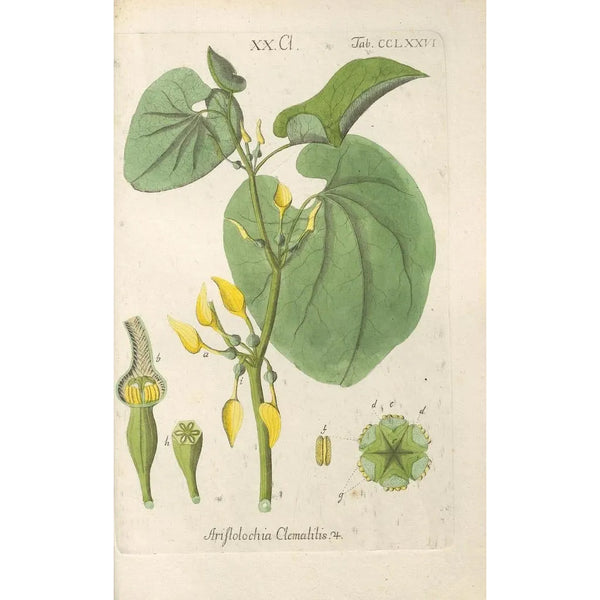 Manuel botanique Pl71 - Christian Schkuhr — ingelijst kunstwerk aan de muur