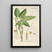 Manuel botanique Pl72 - Christian Schkuhr — framed artwork on a wall