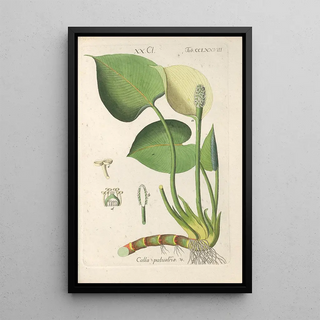 Christian Schkuhr - Botanisches Handbuch Pl73.webp