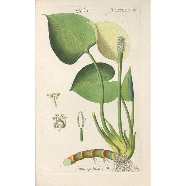 Manuel botanique Pl73 - Christian Schkuhr — ingelijst kunstwerk aan de muur