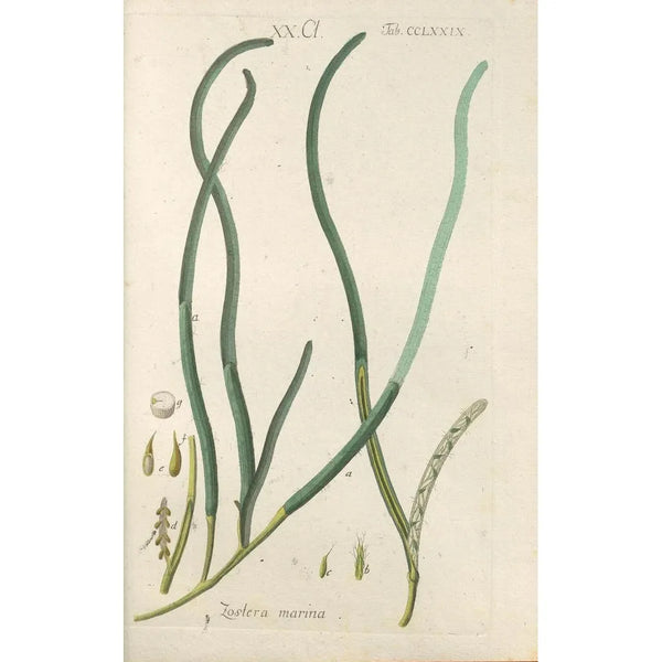 Manuel botanique Pl74 - Christian Schkuhr — ingelijst kunstwerk aan de muur