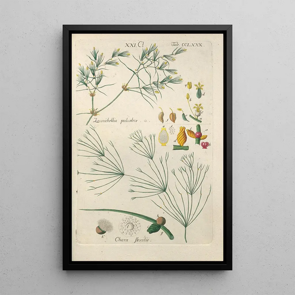 Manuel botanique Pl75 - Christian Schkuhr — ingelijst kunstwerk aan de muur