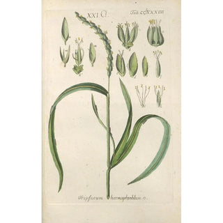 Christian Schkuhr - Botanisches Handbuch Pl79.webp