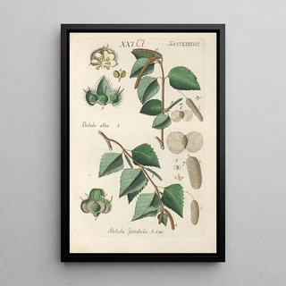 Christian Schkuhr - Botanisches Handbuch Pl83.webp