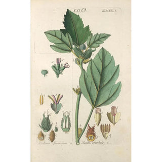 Christian Schkuhr - Botanisches Handbuch Pl86.webp