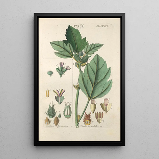 Christian Schkuhr - Botanisches Handbuch Pl86.webp