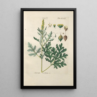 Christian Schkuhr - Botanisches Handbuch Pl87.webp
