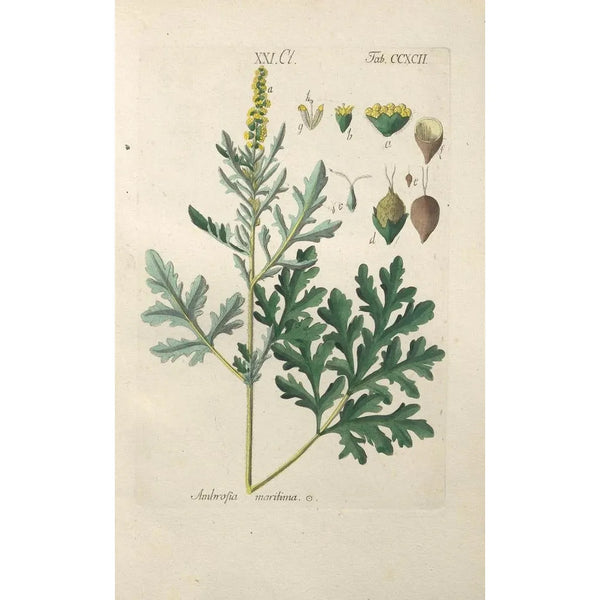 Manuel botanique Pl87 - Christian Schkuhr — ingelijst kunstwerk aan de muur
