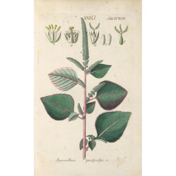 Manuel botanique Pl89 - Christian Schkuhr — ingelijst kunstwerk aan de muur
