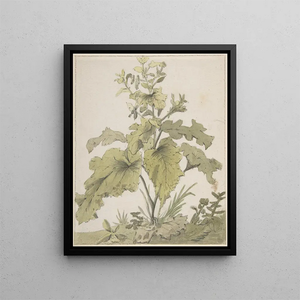 Study of a Plant - Christian Wilhelm Ernst Dietrich — framed artwork on a wall