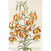 Reproductie van het schilderij Plantae selectae - Christoph Jakob Trew
