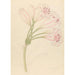 Amarillis Crinum lineare - Clemenz Heinrich Wehdemann — weergave van het kunstwerk