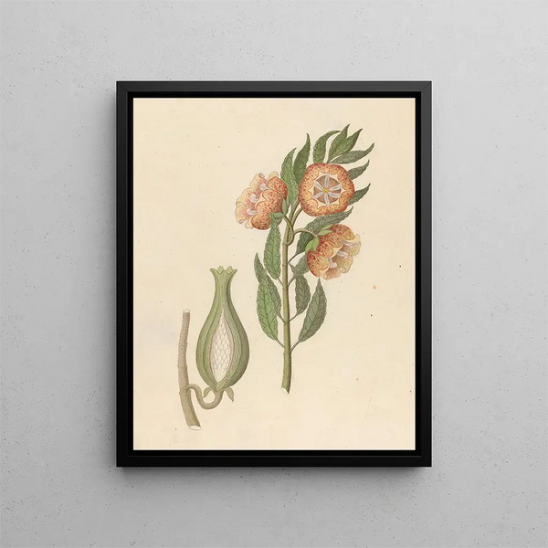 Asclepias grandiflora Pachycarpus grandiflorus - Clemenz Heinrich Wehdemann — framed artwork on a wall