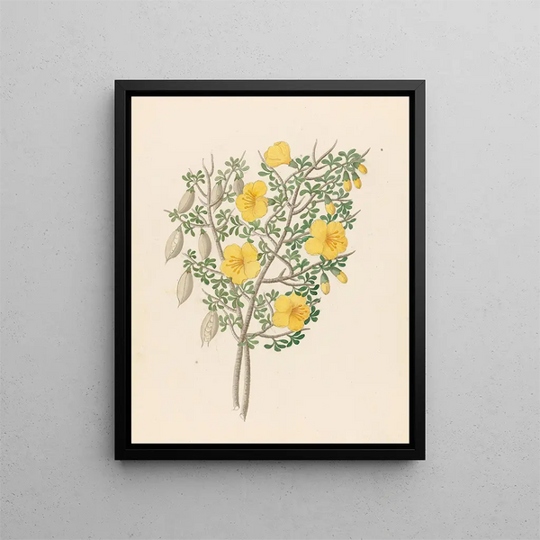 Bignonia Nova Espèce Rhigozum obovatum - Clemenz Heinrich Wehdemann — framed artwork on a wall