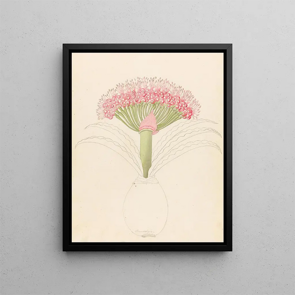 Brunswigia Brunsvigia grandiflora - Clemenz Heinrich Wehdemann — framed artwork on a wall