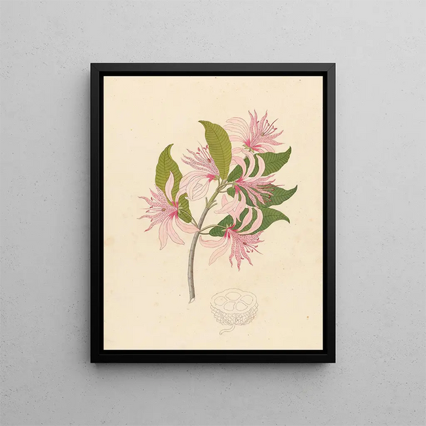 Calodendrum capense - Clemenz Heinrich Wehdemann — framed artwork on a wall