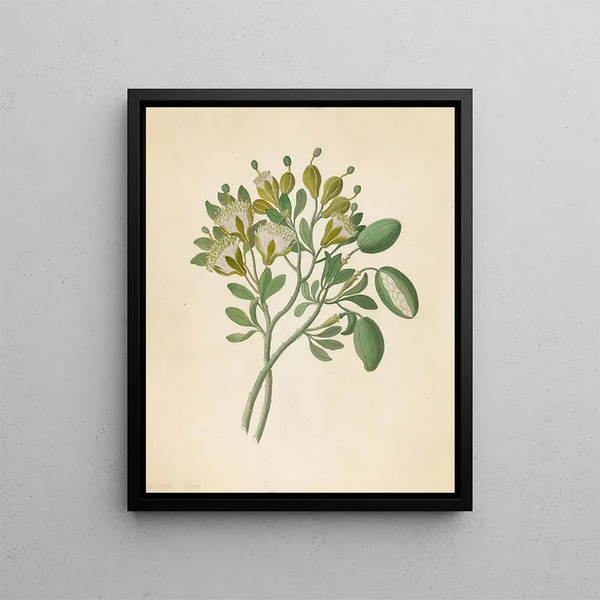 Capparis Nov Sp Maerua caffra - Clemenz Heinrich Wehdemann — framed artwork on a wall