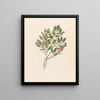 Clemenz Heinrich Wehdemann - Celastrus Apodytes dimidiata.webp