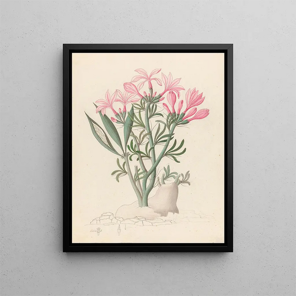 Céropégie ou Echites Pachypodium succulentum - Clemenz Heinrich Wehdemann — framed artwork on a wall