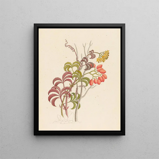 Clemenz Heinrich Wehdemann - Cisfus Nov Sp Cyphostemma quinatum.webp